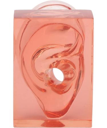Transparent Acrylic Ear Model for Right Ear - Ideal for Observation | Buy Internationally - Buy Online on GoSupps.com