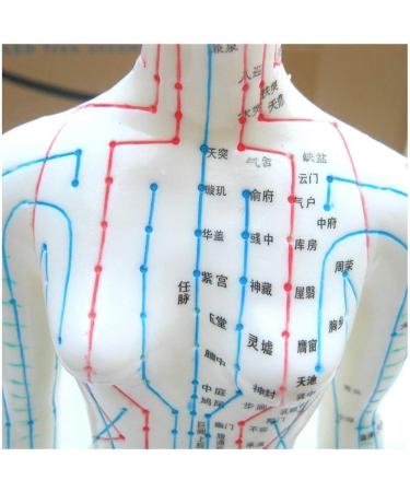 TCM Human Acupuncture and Moxibustion Point Model Used for Body Massage Twelve Meridians Moxibustion Research Education and Training Assistance - Buy Online on GoSupps.com
