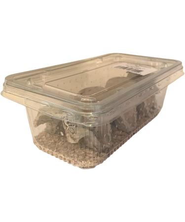 Livefoods4u Medium Locust Live Food (12-20mm) - Perfect for Reptiles - Sustainably bred (Tub of 50) - Buy Online on GoSupps.com