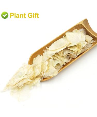 Buy Semen Oroxyli 40g - Jade Butterfly Tea (Oroxylum Indicum) | Herbal Chinese Health Tea | International Shipping - Buy Online on GoSupps.com