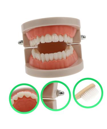 Buy Solustrie Dental Study Model for Kids | Educational Teeth & Oral Cavity Teaching Toy - International Shipping Available - Buy Online on GoSupps.com
