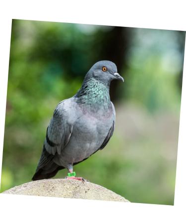 BESPORTBLE 200 Pcs Pigeon Anklet Chicken Thighs Pet Where Plastic Tags Pigeons Ring Bands The Bird Baby Digital 1.3X1.3CMx2pcs Greenx2pcs - Buy Online on GoSupps.com