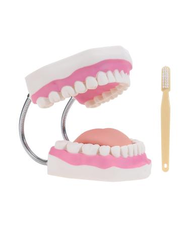 SKUMOD Adult Dental Teeth Model  Sixfold Human Size Teeth Model for Explaining to Oral Teeth Health or Nursing Method  Typodont Teeth Model with Toothbrush