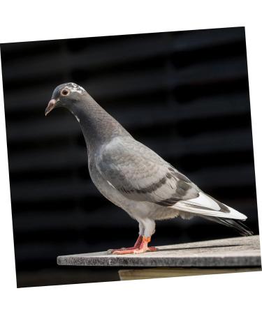 Ipetboom Baby Stuff 200 Pcs Pigeon Anklet Baby Clips Bird Ring Chicken Foot Ring for Pigeon African Gray Parrot The Bird 1.3X1.3CMx2pcs Orangex2pcs - Buy Online on GoSupps.com