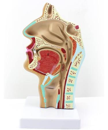 Life Size Nasal Cavity Model Anatomical Oral Throat Model Nasopharyngeal Cavity ENT Medical Educational Training Aid - Buy Online on GoSupps.com