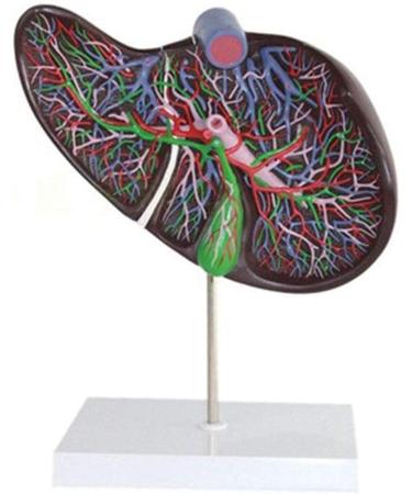 Body Model Gallbladder Anatomical Enlargement Model Human Liver Visceral Anatomical Model Human Liver - Buy Online on GoSupps.com