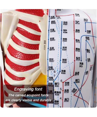 Male Acupuncture and Muscle Model Acupuncture Manikin 85Cm Meridian Anatomy Models with Accurate Lettering of Acupuncture Points for Teaching Training Presentation - Buy Online on GoSupps.com