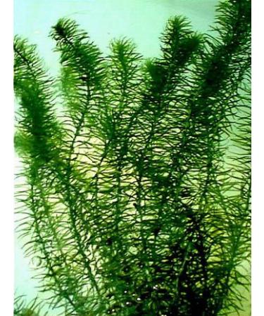 Egeria najas - Live Aquatic Plant
