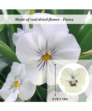 Dried White Pansy Flowers - 60 pcs for Resin Art, Jewelry, Candle Making & Crafts - Buy Online on GoSupps.com