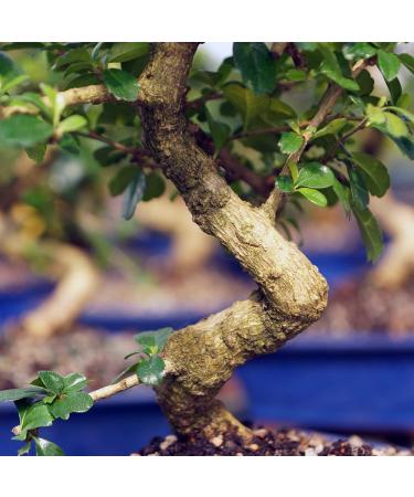 Brussel's Bonsai Live Fukien Tea Indoor Bonsai Tree - 6 Years Old, 6-10 Tall - Medium Plastic Grower Pot - Buy Online on GoSupps.com