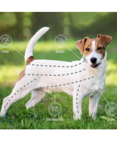 Buy Syang Teck Neck Band for Dogs & Cats - 2 Anti-Parasite Collars 8-Month Protection Adjustable Fluorescent Red & Gray - Buy Online on GoSupps.com
