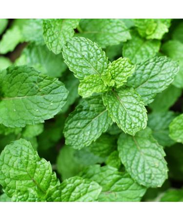 Nana Mint (125g 4.4 oz) Spearmint Cut Gently Dried 100% Pure and Natural for The Preparation of Tea Moroccan Mint Herbal Tea 125 GR - Buy Online on GoSupps.com