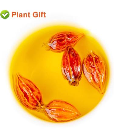 Flower 2 (80G-Gardenia Fruit) - Buy Online on GoSupps.com