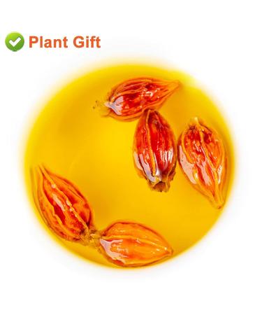 Buy Organic Gardenia Fruit Tea 80G | Chinese Herbal Tea - Jasmine Flavor - Natural Wellness - Buy Online on GoSupps.com