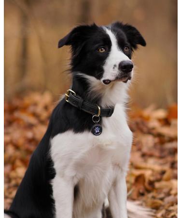 Joytale Leather Dog Collar with QR ID - Durable Adjustable & Soft for Small Dogs - XS Size (23-29cm) - Ideal for Puppies - Black - Buy Online on GoSupps.com