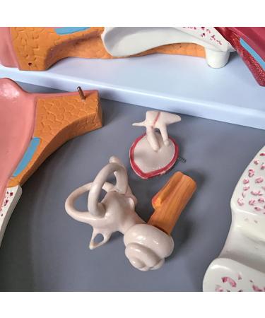Ear Anatomy Structure Model Ear Canal Collection Outside Ear Middle and Inner Ear Hearing Otolaryngology Organ - Buy Online on GoSupps.com