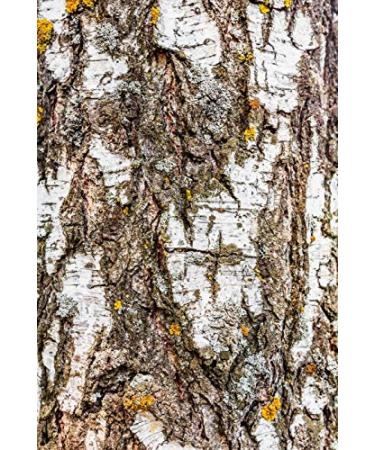 Buy Birch Bark Tea (200g) | Betula L | Premium Herbal Tea | Health Embassy - International Shipping Available - Buy Online on GoSupps.com