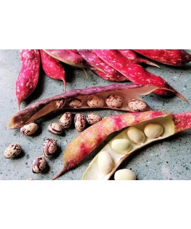 Bodrum Borlotti Beans | 400G | Ready To Eat | Dried | Natural | Vegan | High Fibre | High Protein - Buy Online on GoSupps.com