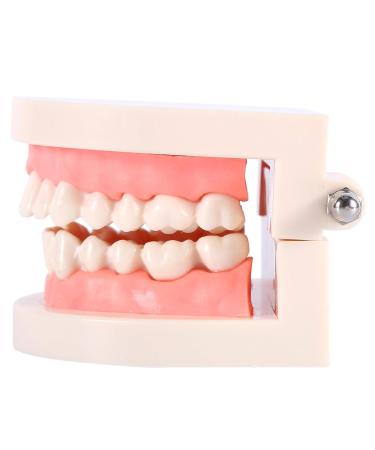 Model Teeth Dental Study - 10x8x7 PVC Teaching Aid for Kids | Learn to Brush Teeth - Buy Online on GoSupps.com