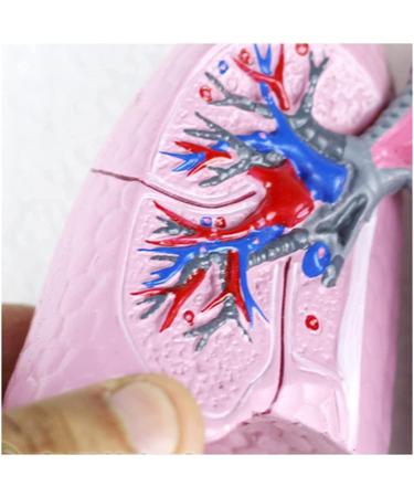 Mouth Nose Throat Pharynx Education Human Body ENT Model Study Model Pathology Nose Throat Model Enlarge The ical Model of Human Organs A+c - Buy Online on GoSupps.com