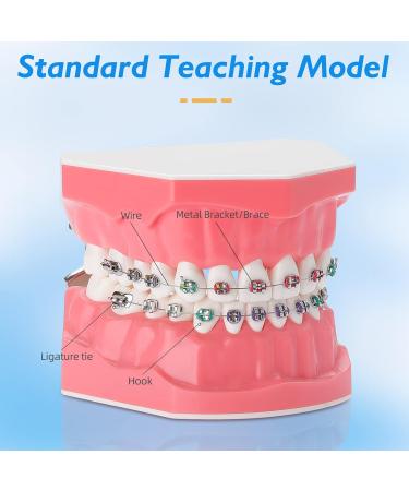 Buy Dental Demonstration Orthodontic Model with Metal Wires & Bracket - Ideal for Teaching Brushing & Flossing Practices - Buy Online on GoSupps.com