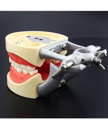 Lmeili Dental Typodont Joint Model - Removable Teeth Anatomy Teaching Tool for Dental Study - Buy Online on GoSupps.com