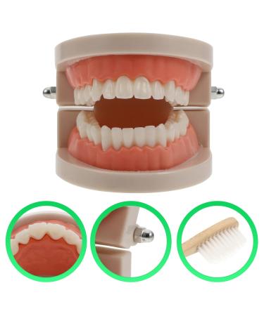 Ultechnovo Tooth Prosthesis Model Toys - Fun and Educational Dental Care for Kids | Perfect for Brushing Practice - Buy Online on GoSupps.com