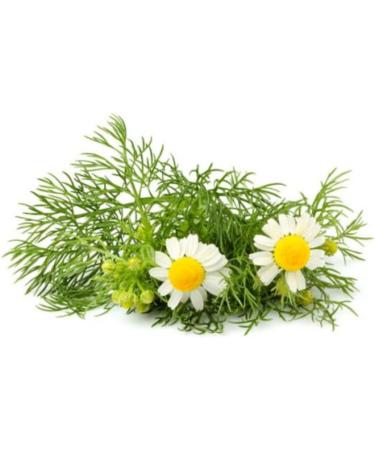  LONDON FRUIT & HERB COMPANY London Fruit | Naturally Caffeine-Free Chamomile Infusion | Chamomile Flower Tea in Filters - 20 Bags (30g) - Buy Online on GoSupps.com