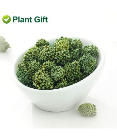 Plant Gift Panax Notoginseng Flower 60G/2.12oz Tienchi Notoginseng Tea Tienchi Ginseng - Buy Online on GoSupps.com