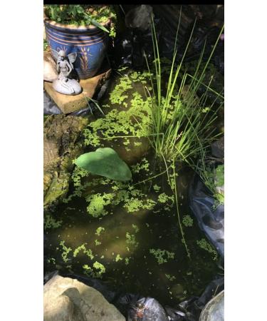 Duckweed Floating Live Plant for Aquarium Garden Pond Duck Weed - Buy Online on GoSupps.com