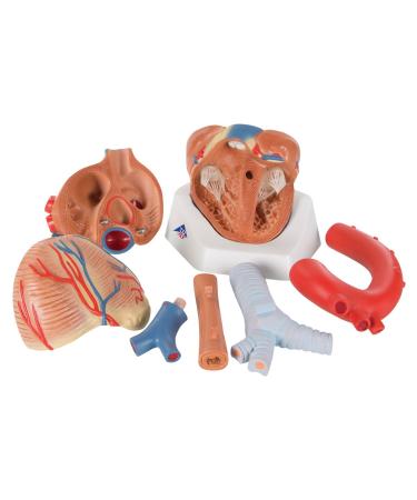 3B Scientific VD253 7 Part Heart Model 7.9-Inchx5.9-Inchx6.7-Inch - Buy Online on GoSupps.com