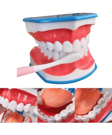 BFEIWGHA Teeth Model - Standard Dental Study Tool | 6X Enlarged Mouth Dental Model for Kids | Ideal for Teaching & Demonstration - Buy Online on GoSupps.com