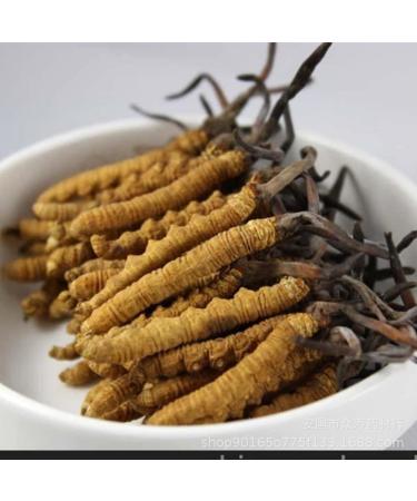 10 Grams Wild Himalayan Cordyceps Sinensis Chinese Caterpillar Fungus Dong Chong Xia Cao Cordyceps Sinensis Wild Cordyceps. 1 Count (Pack of 1) - Buy Online on GoSupps.com