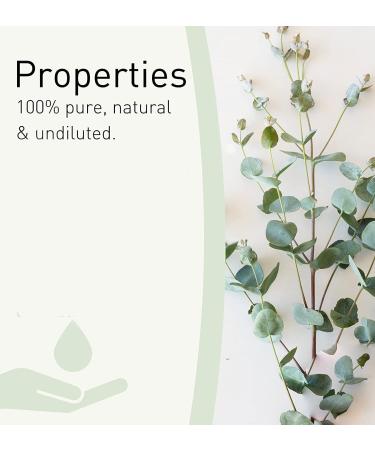 Dried Eucalyptus Branches - Real Hanging Stems for Home, Office, and Hotel D cor | Indoor Eucalyptus Plant for DIY Projects and Shower Aromatherapy - Buy Online on GoSupps.com