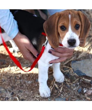 Adjustable Double Pet Trainer Leash - No Tangle Double Dog Leash for Dual Use | Weescie - Buy Online on GoSupps.com