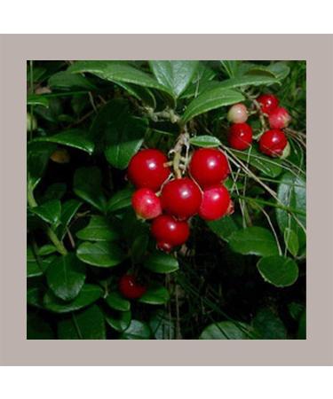 Sirop au go t de fruits de Bosco Mixybar FABBRI pour Granite Long Drink Cocktail Lucgel 1 L (1300 g) - Buy Online on GoSupps.com