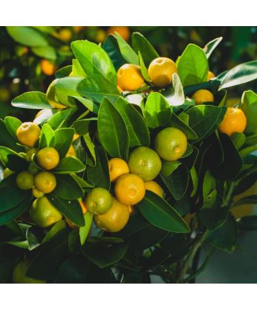 Calamansi | Philippine Lime 500gr - Fresh Import from the Philippines - Buy Online on GoSupps.com