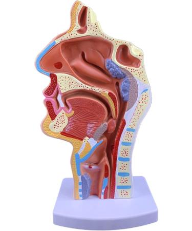 Mouth Nose Throat Pharynx Education Human Body ENT Model Study Model Pathology Nose Throat Model Enlarge The ical Model of Human Organs A+a - Buy Online on GoSupps.com