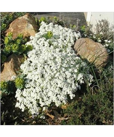 100pcsbag Creeping Thyme Seeds or Blue ROCK Cress Seeds Perennial Ground Cover Flower Natural Growing for Home Garden - Buy Online on GoSupps.com