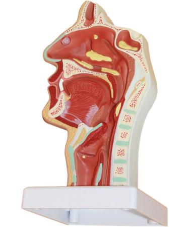 Nasal Cavity Model Oral Nasopharyngeal and Laryngeal Lesion Model Nasal Cavity Pathological Model Nasal Cavity Magnification Model is Suitable for Medical Teaching - Buy Online on GoSupps.com