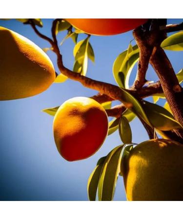 LaProve dried mexican mango attaulfo 1000g