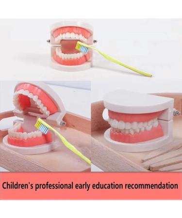 Children's Tooth Model Set - 2 PVC Dental Models & Toothbrushes for Clinics & Oral Care Lessons - Buy Online on GoSupps.com