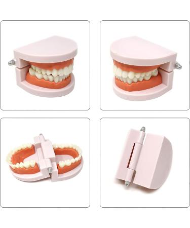 Honbay Standard Teeth Model with Toothbrush | Adult Dental Demonstration Teaching Supplies - Buy Online on GoSupps.com