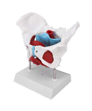 Pongnas Efficient Stylish Utensil for Fitness Training Clinical Demonstration Extra Content