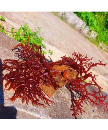 Sea Moss (raw) (Gold/Purple/Red 100g) wildcrafted dr sebi Vegan (Also Known as Irish Moss) - Buy Online on GoSupps.com