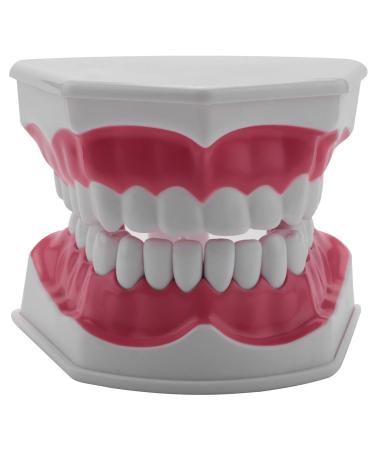 Bwardyth Dental Model Brushing Flossing Exercise Teeth Typodonts Gingiva Visible Anatomical Demonstration