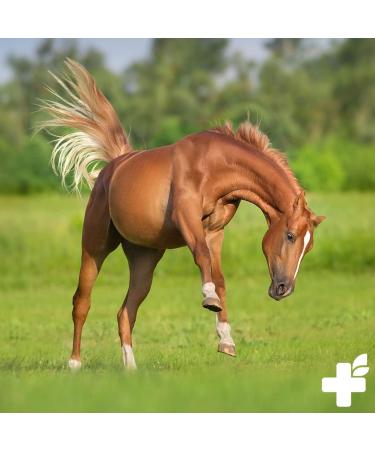 ReaVET Monk Pepper for Horses 1 kg Whole Seeds I Pure Natural Monk Pepper Premium Quality Species-Adapted Feed for Horses Herbs Without Additives - Buy Online on GoSupps.com