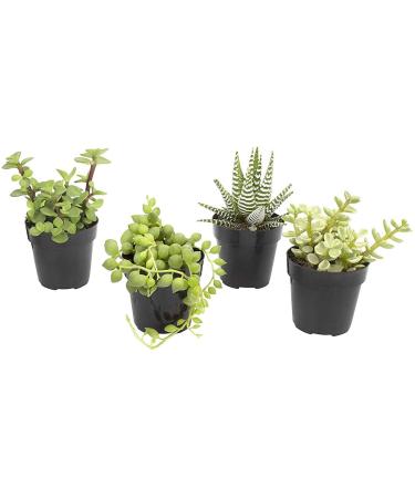 Altman Plants Assorted Live Succulents Desk Buddy Collection Easy Care Plants for Indoor, Office, Kitchen, 2.5", 4 Pack 2.5" 4 Pack