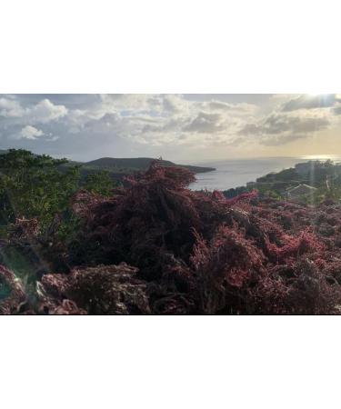 Sea Moss (Irish Moss) 100g - Purple Wildcrafted Tanzanian Product Organic Non GMO Vegan Packed with 92 Minerals + Vitamins Excellent for Smoothies Skincare etc - Buy Online on GoSupps.com