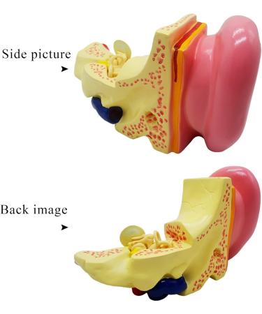 Ear Anatomy Magnified Model Biological Teaching 5 Times Natural Large Cochlea Model External Middle and Inner Ear Demonstration Teaching Aids - Buy Online on GoSupps.com